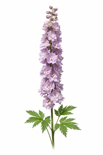 Delphinium elatum `Magic Fountains Cherry Blossom White Bee`